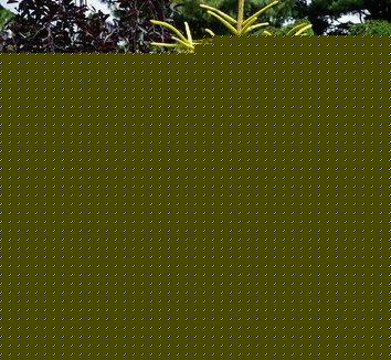Picea Orientalis Skylands - View 19 from www redcrocus com