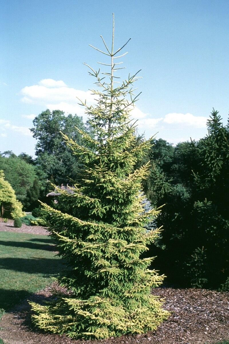 Picea Orientalis Skylands - View 20 from www redcrocus com