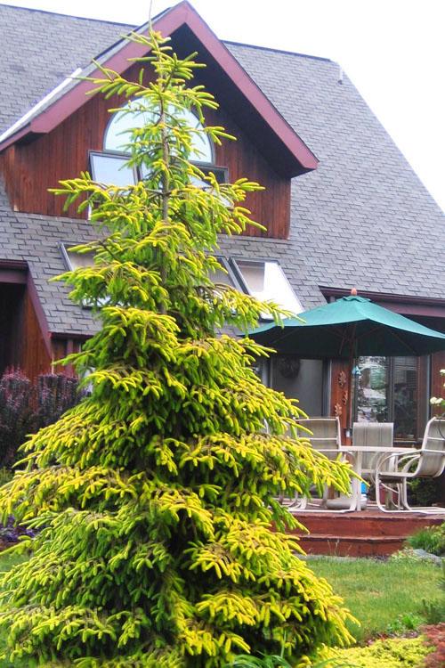 Picea Orientalis Skylands - View 2 from www redcrocus com