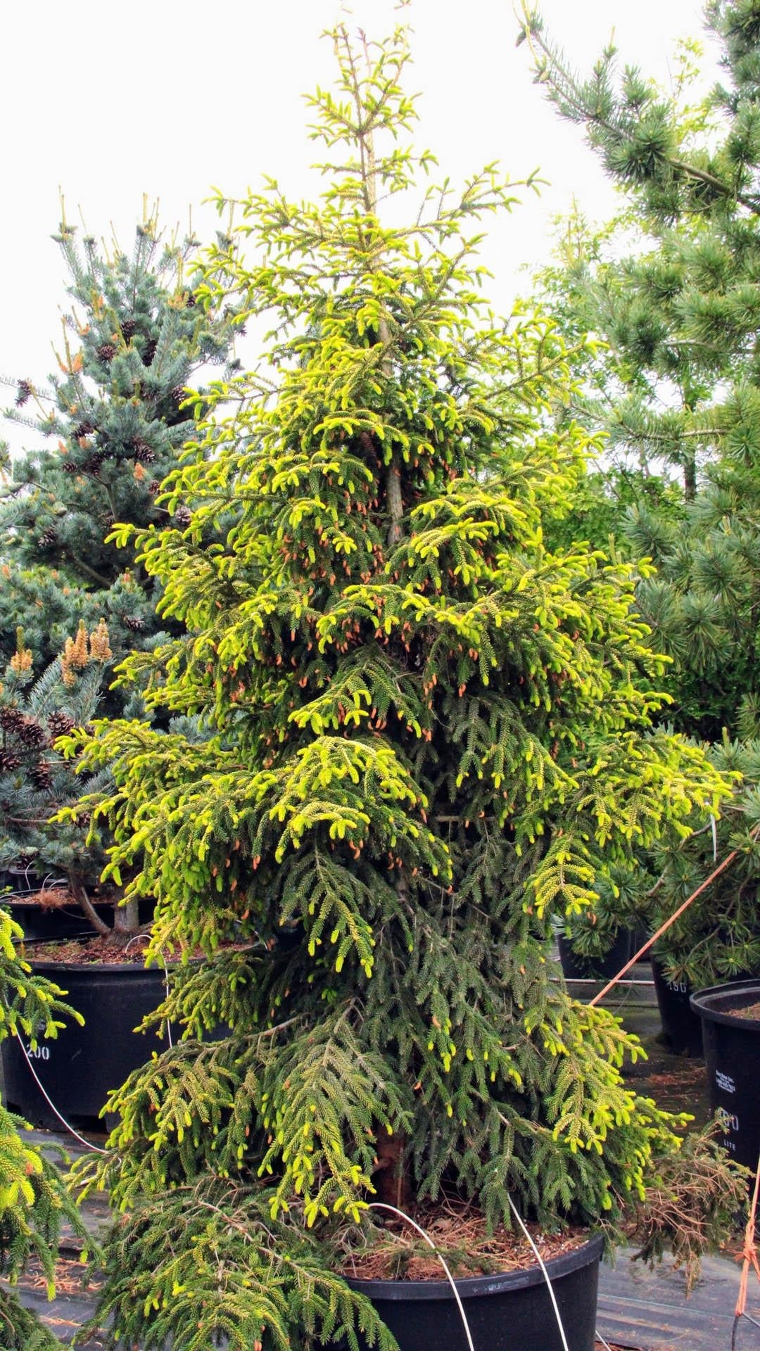 Picea Orientalis Skylands - View 3 from www redcrocus com