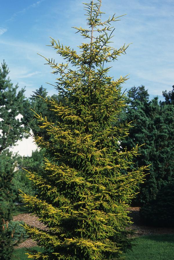 Picea Orientalis Skylands - View 5 from www redcrocus com