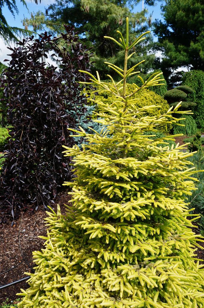 Picea Orientalis Skylands - View 7 from www redcrocus com