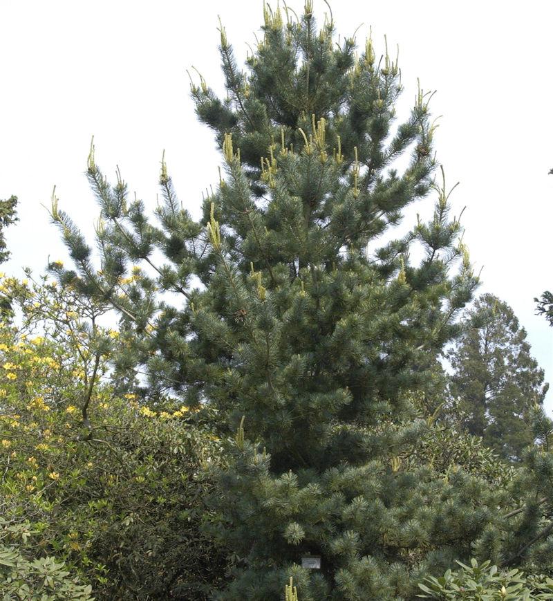 Pinus Parviflora Tempelhof - View 10 from www redcrocus com