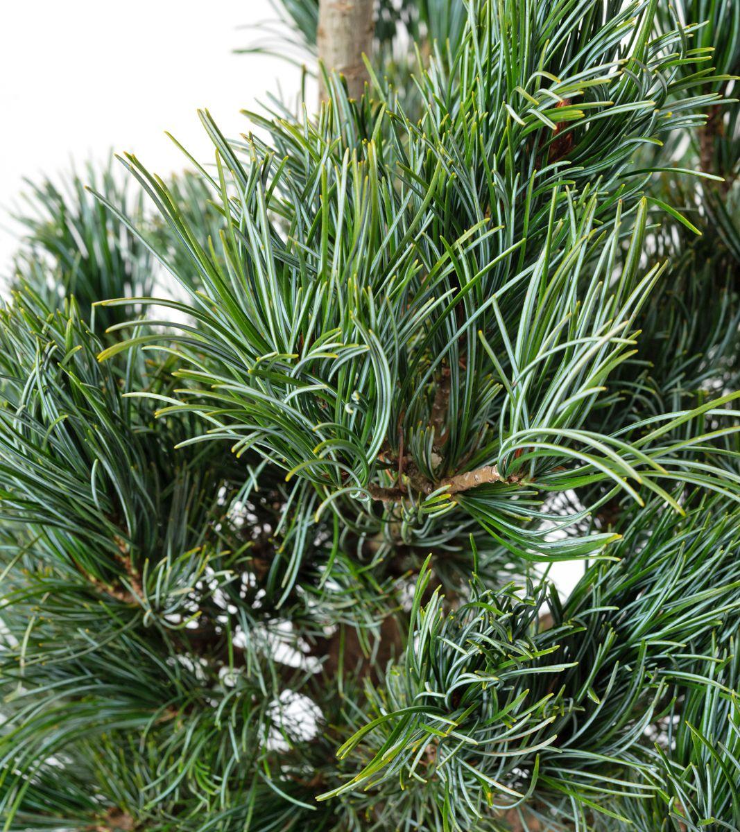 Pinus Parviflora Tempelhof - View 12 from www redcrocus com