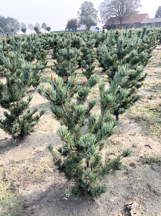 Pinus Parviflora Tempelhof - View 14 from www redcrocus com