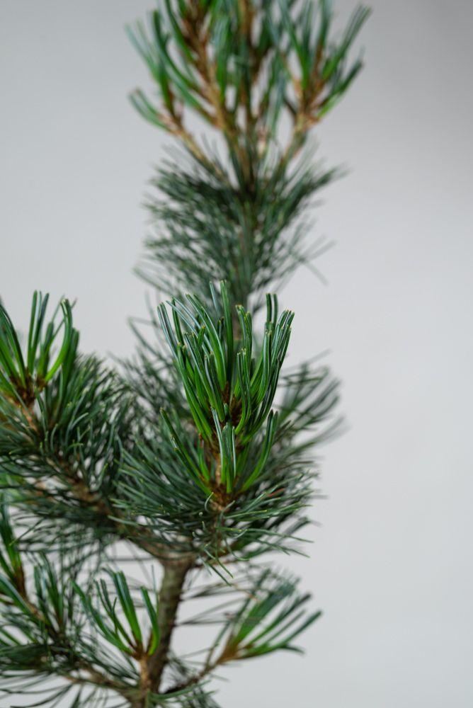 Pinus Parviflora Tempelhof - View 17 from www redcrocus com