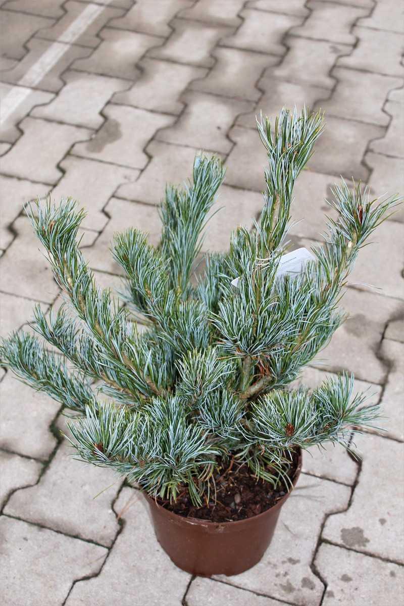 Pinus Parviflora Tempelhof - View 18 from www redcrocus com
