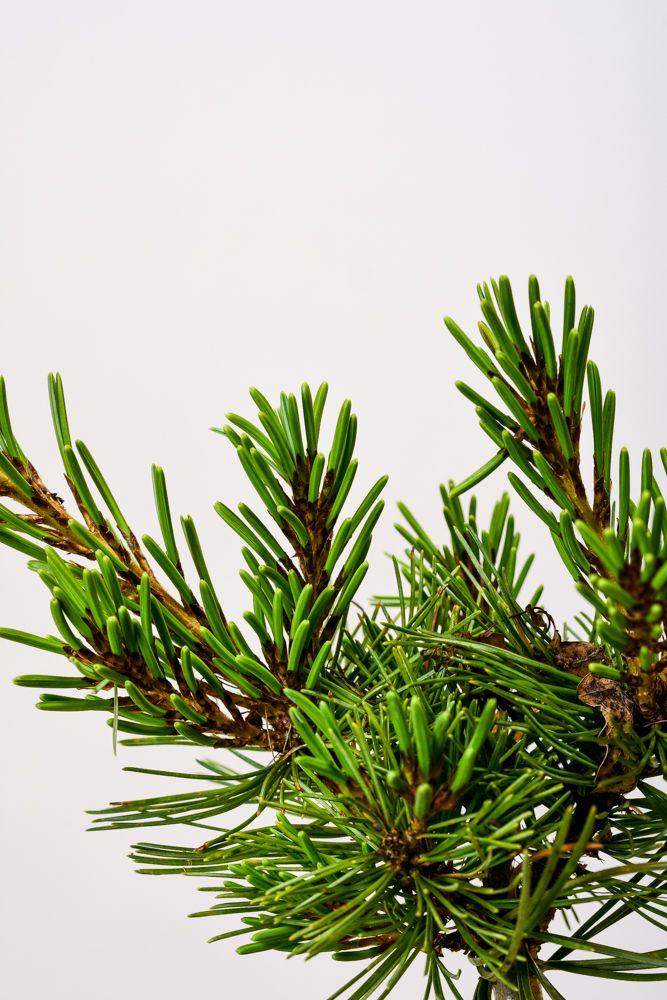 Pinus Parviflora Tempelhof - View 19 from www redcrocus com