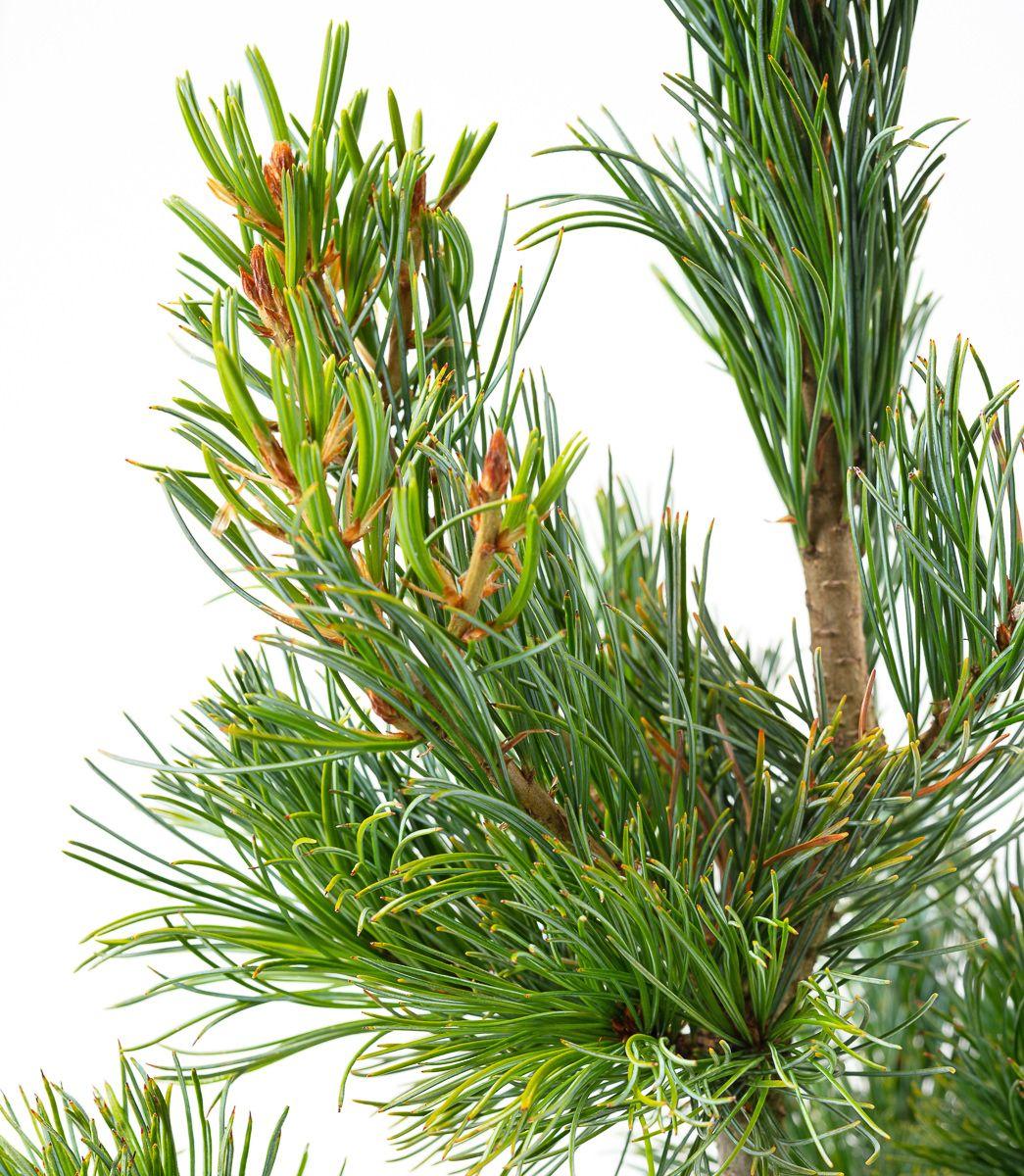 Pinus Parviflora Tempelhof - View 1 from www redcrocus com