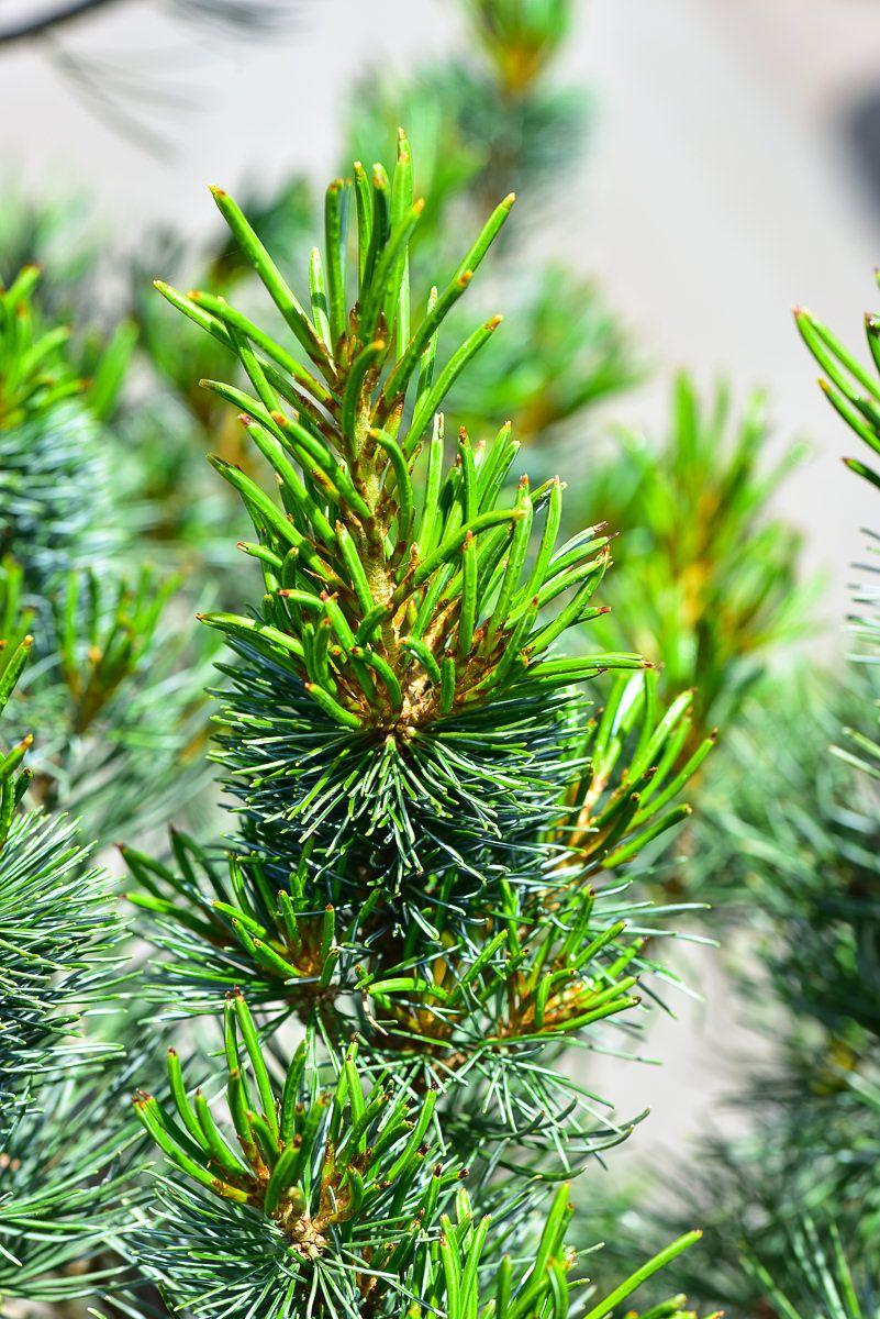 Pinus Parviflora Tempelhof - View 2 from www redcrocus com