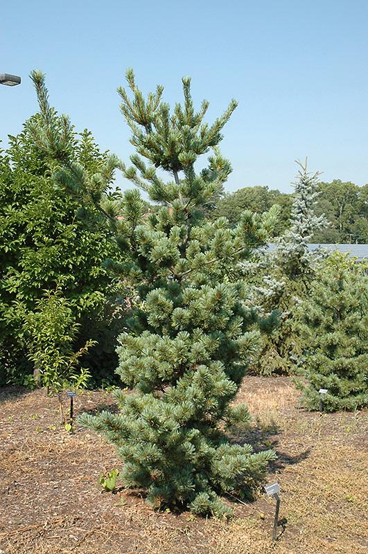 Pinus Parviflora Tempelhof - View 3 from www redcrocus com