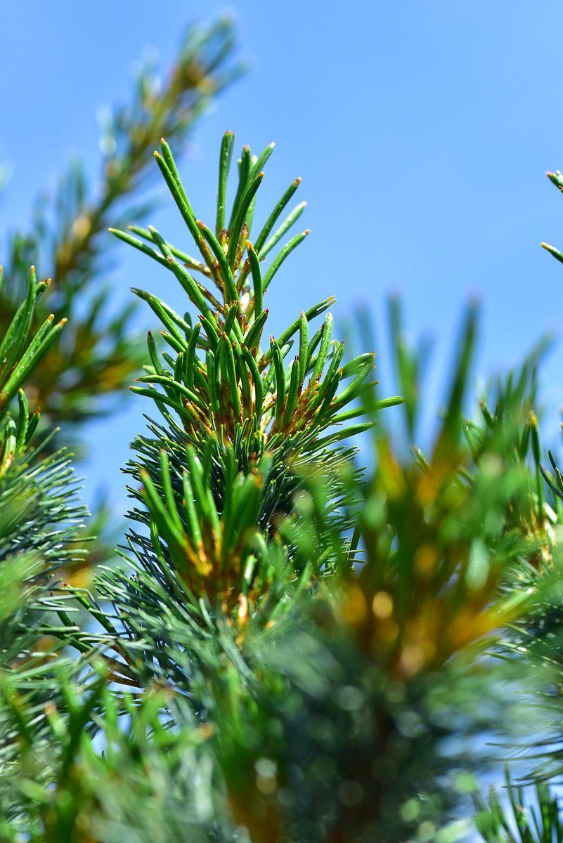 Pinus Parviflora Tempelhof - View 4 from www redcrocus com