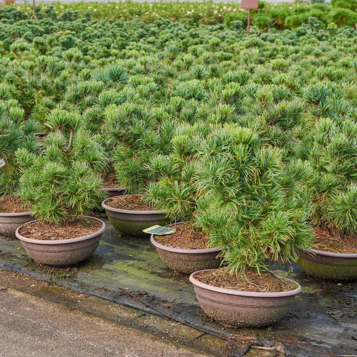 Pinus Parviflora Tempelhof - View 5 from www redcrocus com