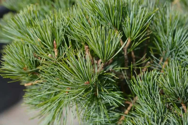 Pinus Parviflora Tempelhof - View 5 from www redcrocus com