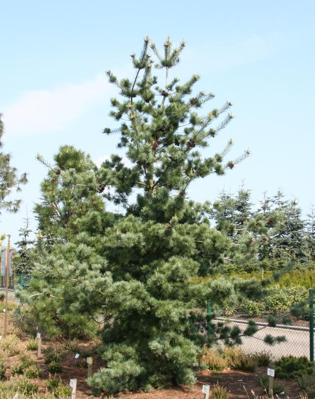 Pinus Parviflora Tempelhof - View 6 from www redcrocus com