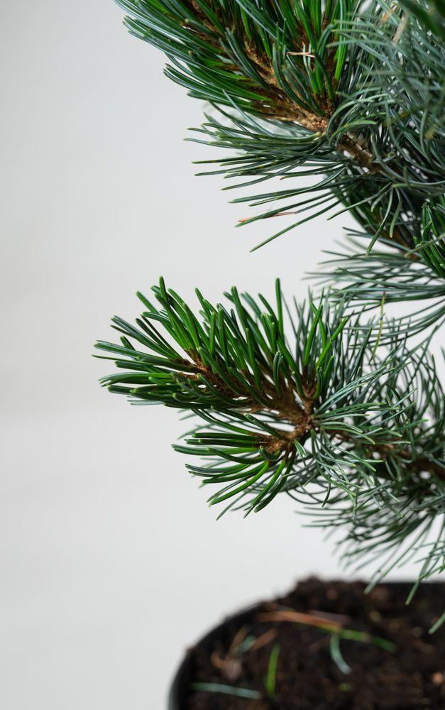 Pinus Parviflora Tempelhof - View 7 from www redcrocus com