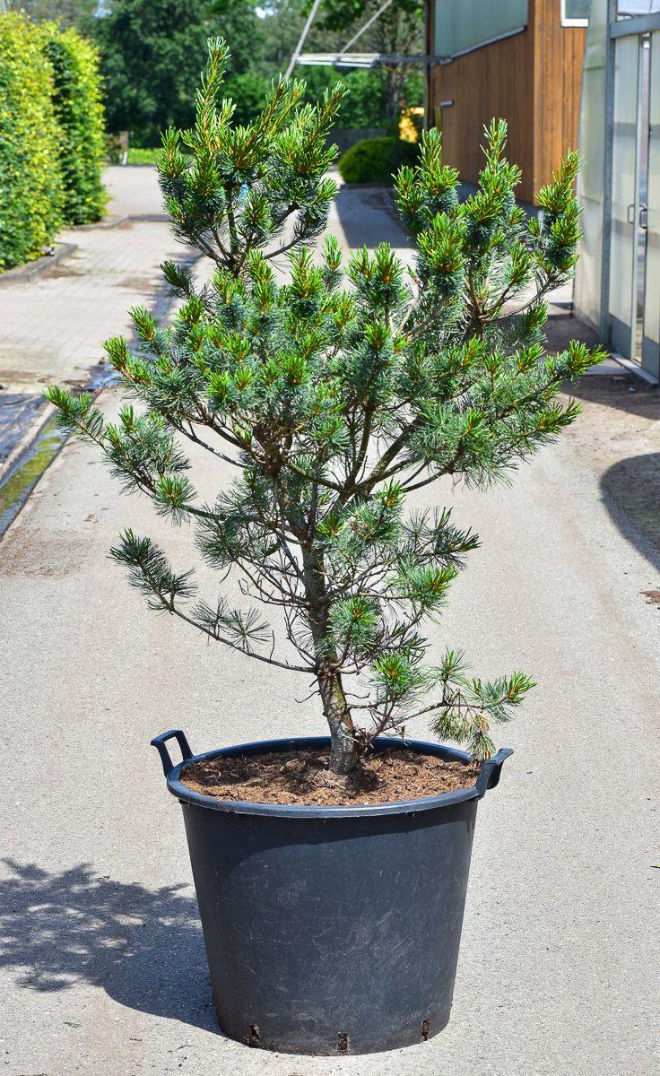 Pinus Parviflora Tempelhof - View 8 from www redcrocus com
