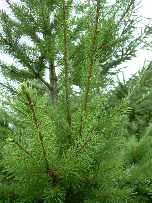 Pseudotsuga Menziesii - View 10 from www redcrocus com