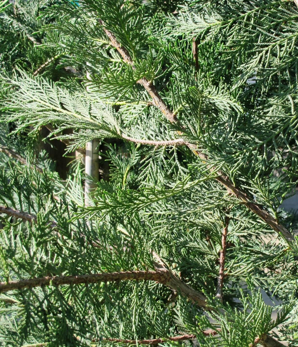 Cupressocyparis Leylandii - View 17 from www redcrocus com