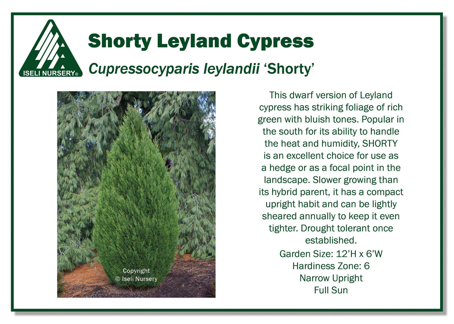 Cupressocyparis Leylandii - View 25 from www redcrocus com