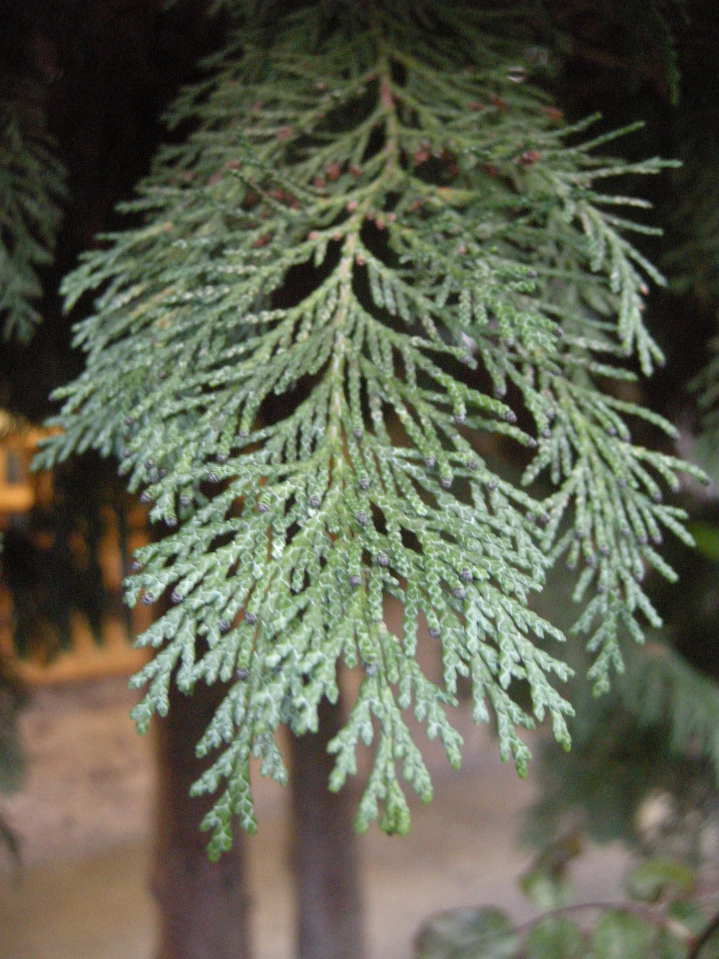 Cupressocyparis Leylandii - View 27 from www redcrocus com