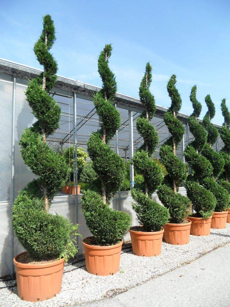 Cupressocyparis Leylandii - View 34 from www redcrocus com