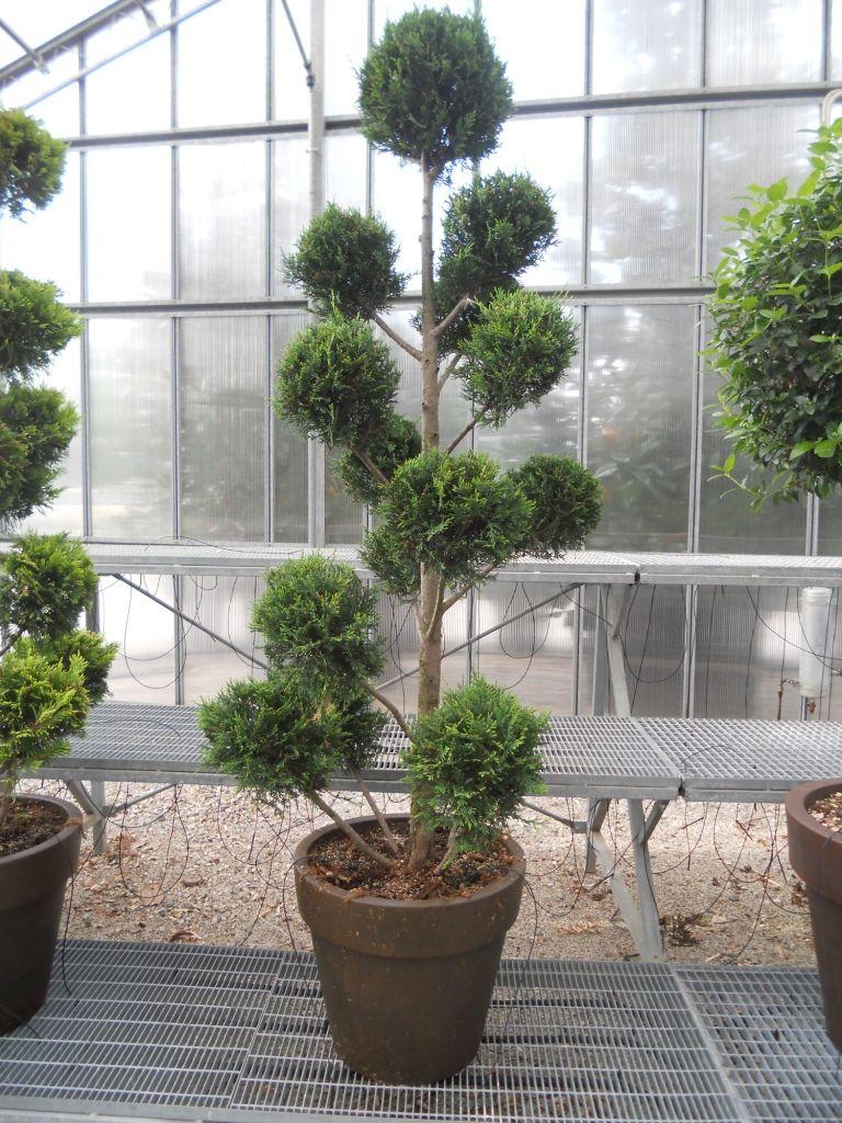 Cupressocyparis Leylandii - View 39 from www redcrocus com