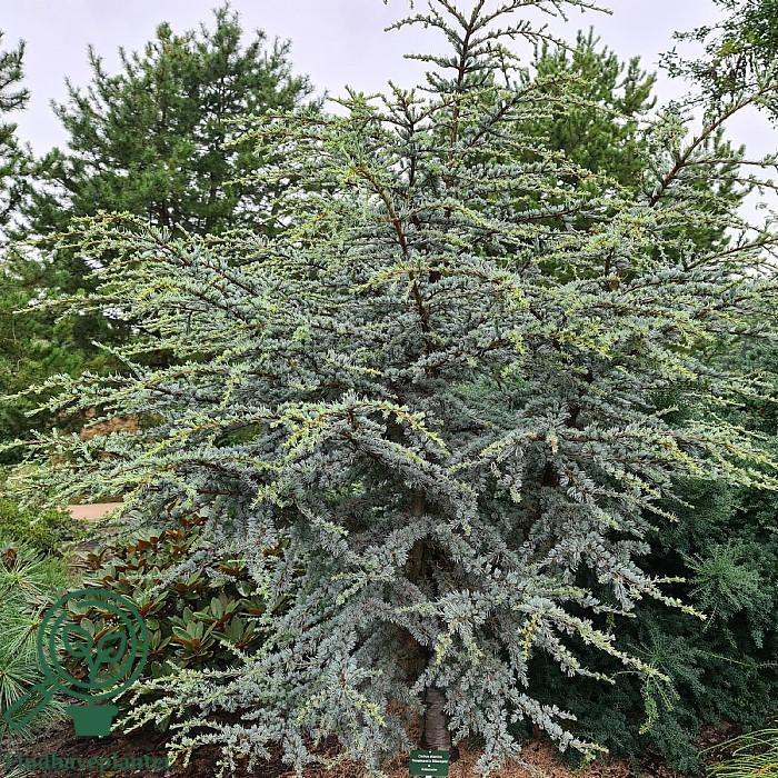 Cedrus Atlantica Horstmann - View 12 from www redcrocus com