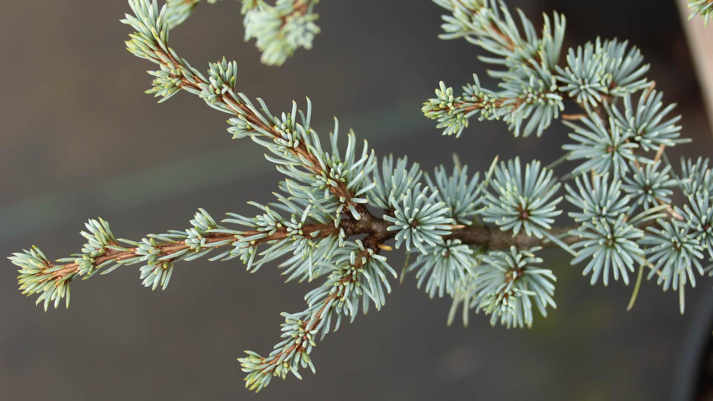 Cedrus Atlantica Horstmann - View 13 from www redcrocus com