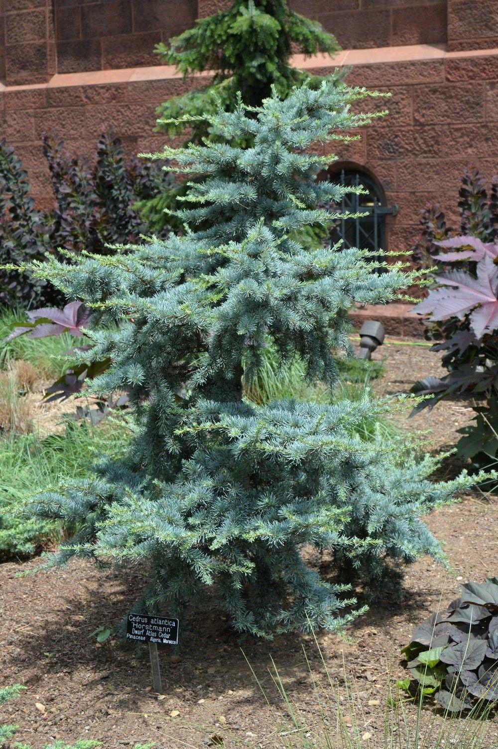 Cedrus Atlantica Horstmann - View 14 from www redcrocus com