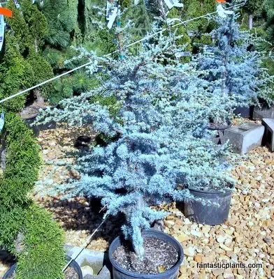Cedrus Atlantica Horstmann - View 15 from www redcrocus com