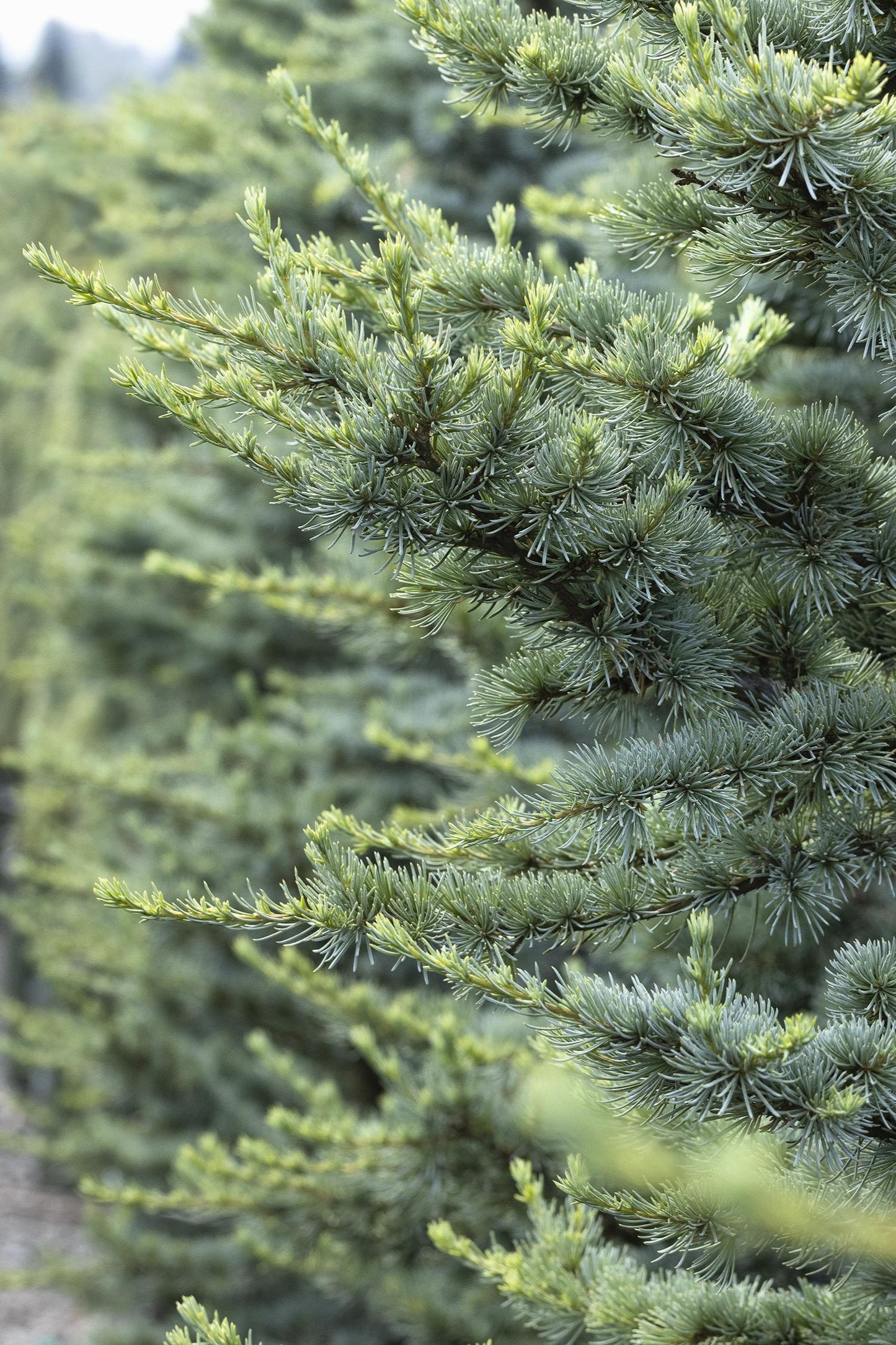 Cedrus Atlantica Horstmann - View 17 from www redcrocus com