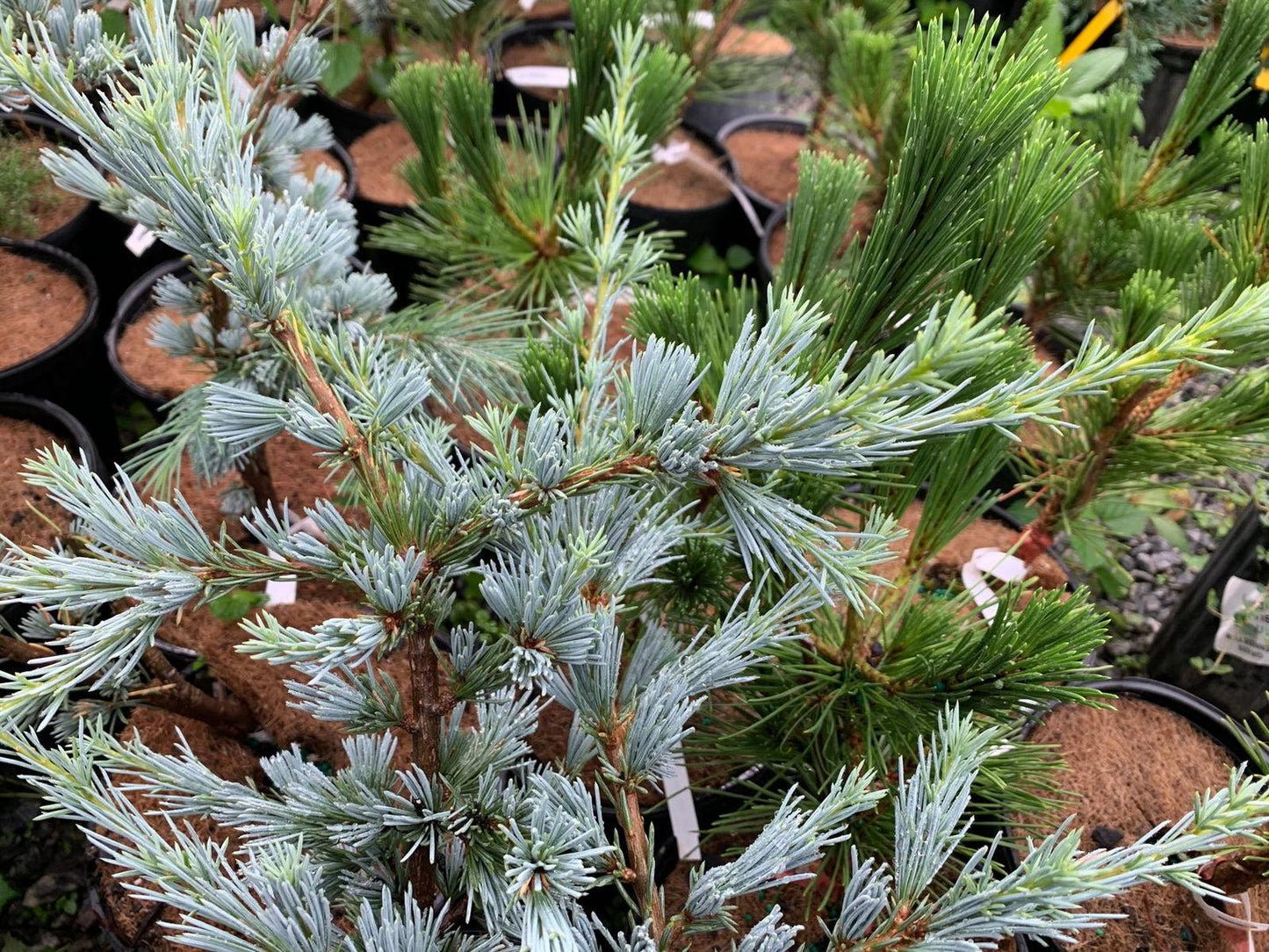 Cedrus Atlantica Horstmann - View 19 from www redcrocus com