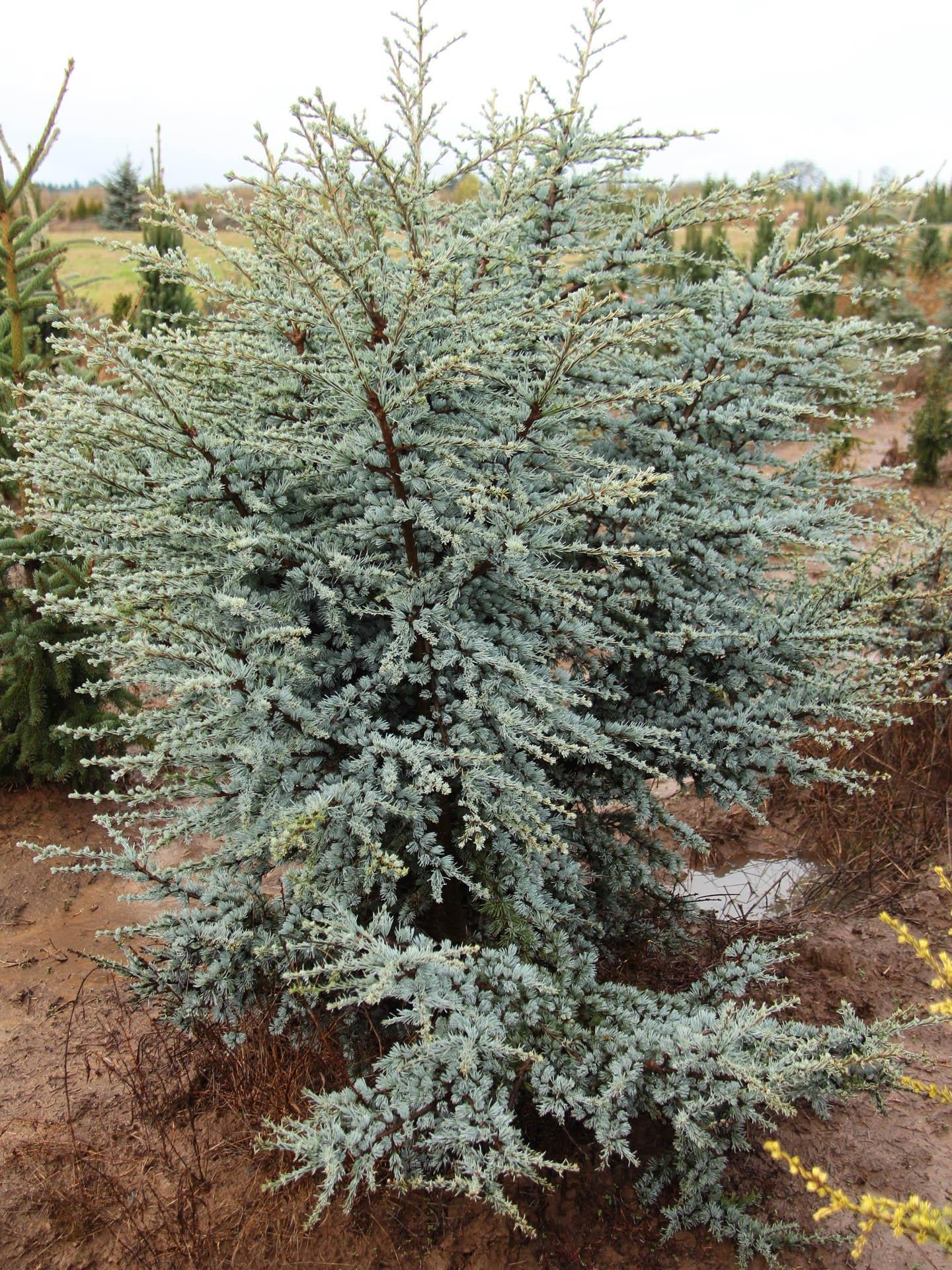 Cedrus Atlantica Horstmann - View 2 from www redcrocus com