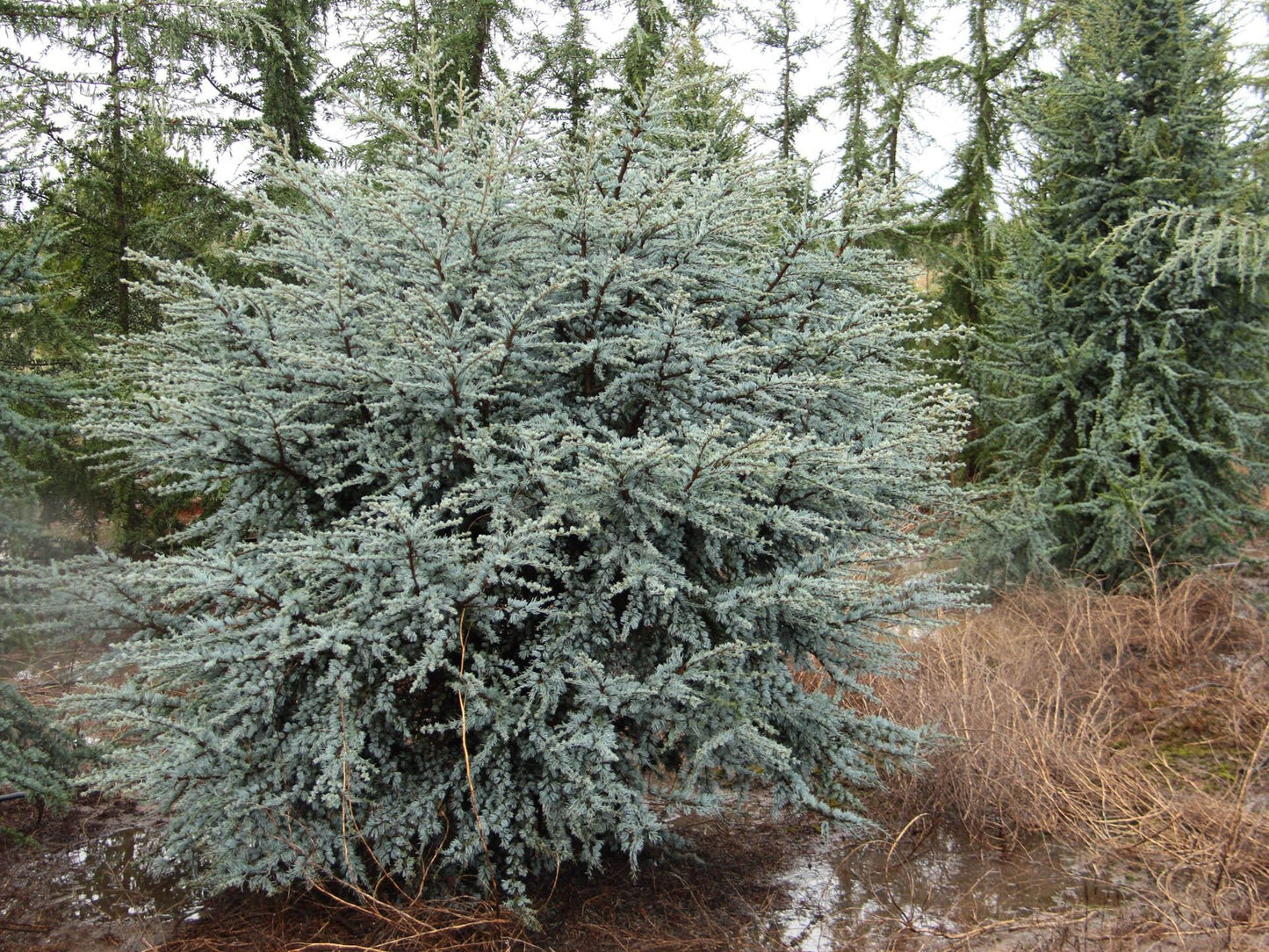 Cedrus Atlantica Horstmann - View 3 from www redcrocus com