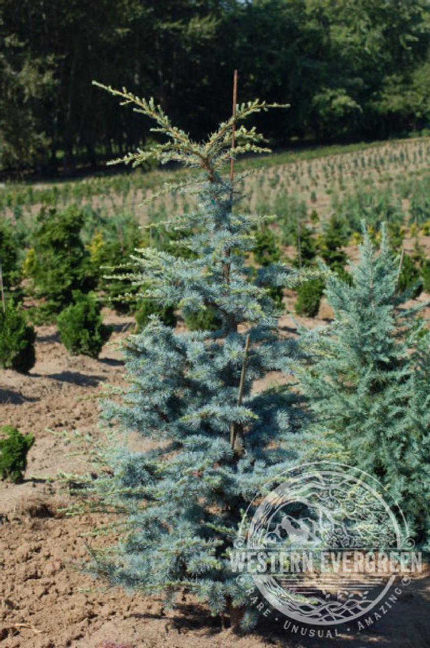 Cedrus Atlantica Horstmann - View 4 from www redcrocus com