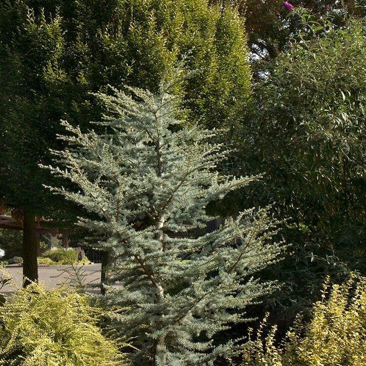 Cedrus Atlantica Horstmann - View 6 from www redcrocus com