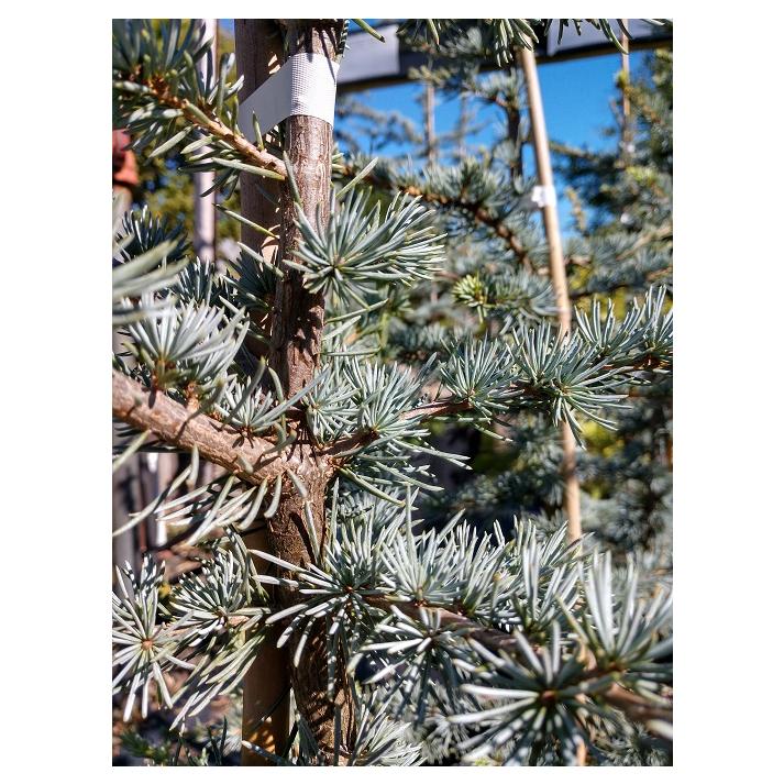 Cedrus Atlantica Horstmann - View 7 from www redcrocus com