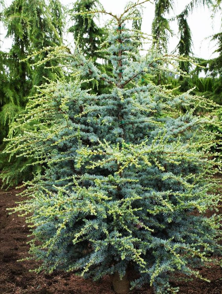 Cedrus Atlantica Horstmann - View 8 from www redcrocus com