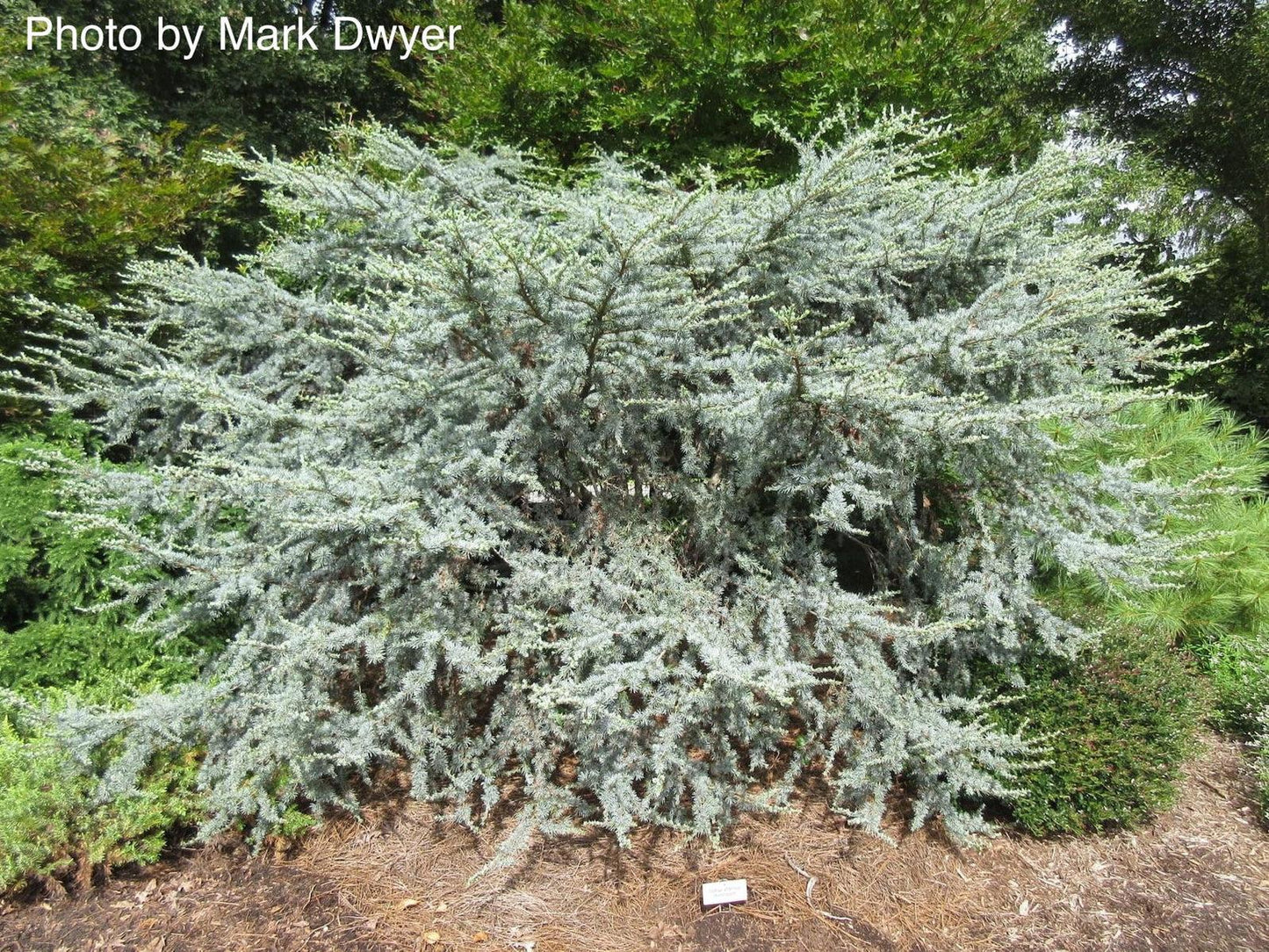 Cedrus Atlantica Horstmann - View 9 from www redcrocus com