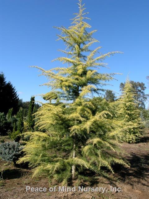 Cedrus Deodara 'aurea' - View 10 from www redcrocus com