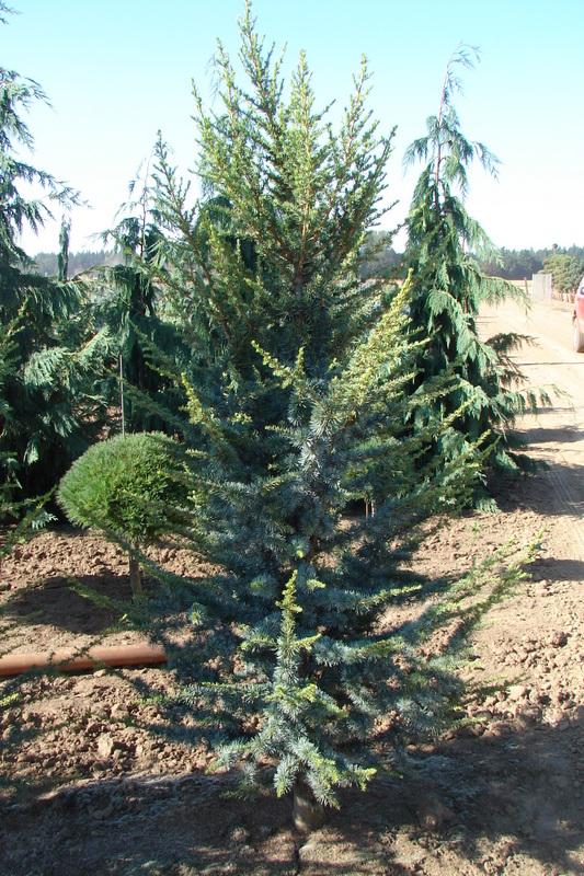 Cedrus Atlantica Fastigiata - View 4 from www redcrocus com