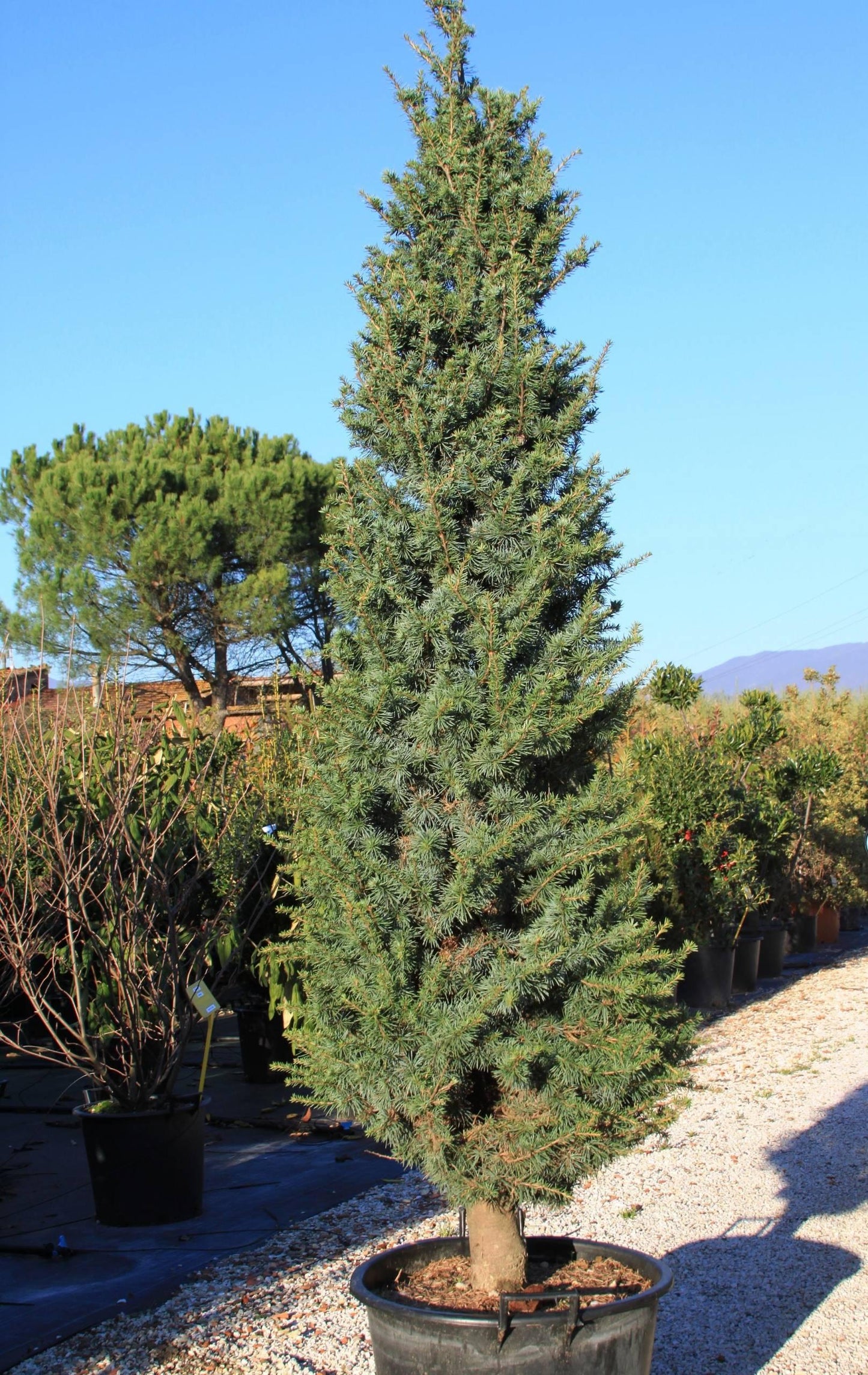 Cedrus Atlantica Fastigiata - View 5 from www redcrocus com