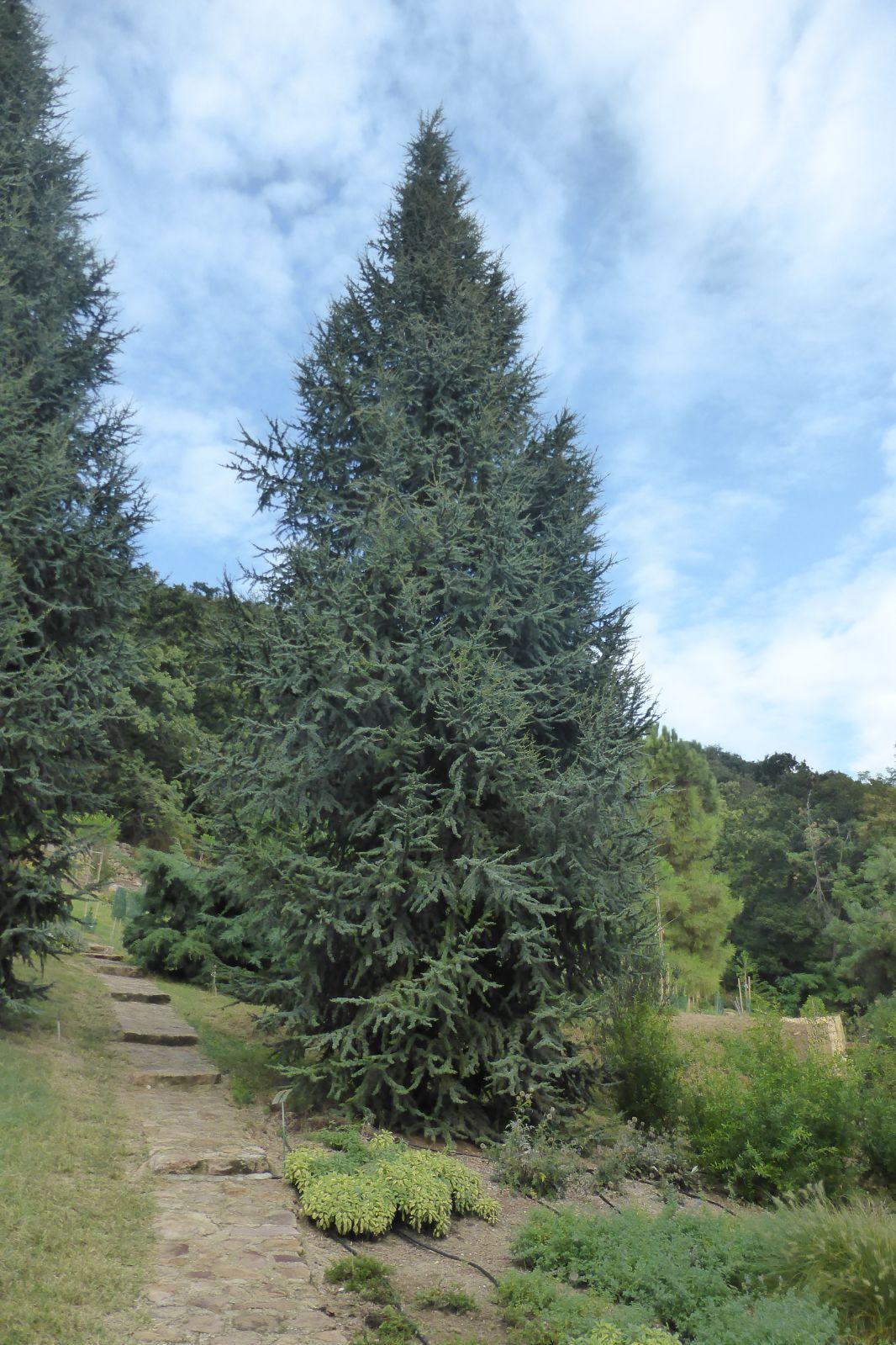 Cedrus Atlantica Fastigiata - View 8 from www redcrocus com