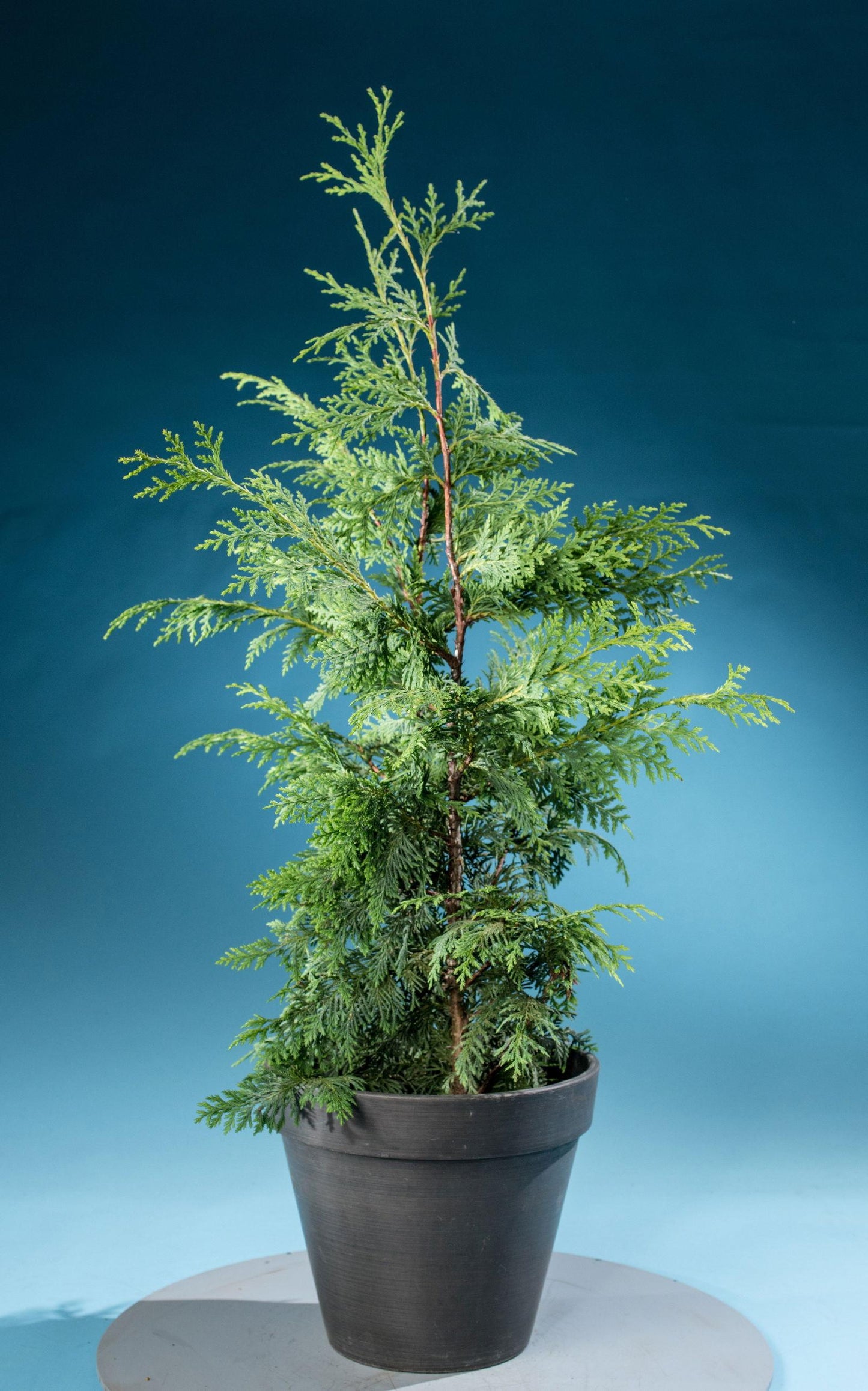 Chamaecyparis Nootkatensis Glauca - View 13 from www redcrocus com