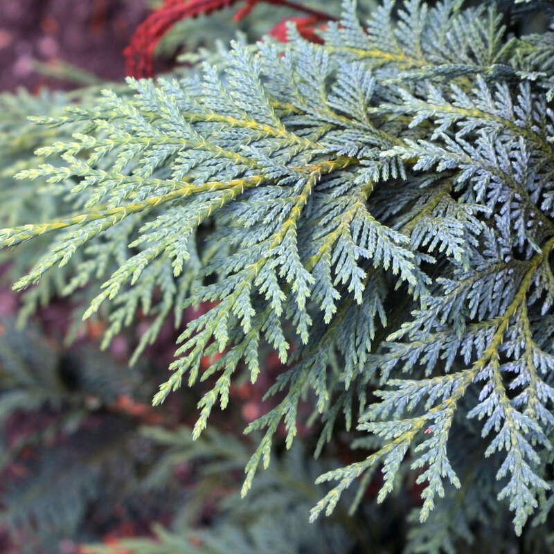 Chamaecyparis Nootkatensis Glauca - View 16 from www redcrocus com
