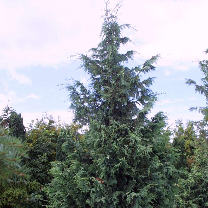 Chamaecyparis Nootkatensis Glauca - View 17 from www redcrocus com