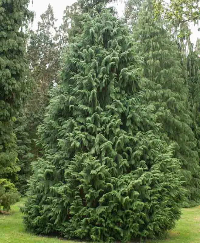 Chamaecyparis Nootkatensis Glauca - View 1 from www redcrocus com
