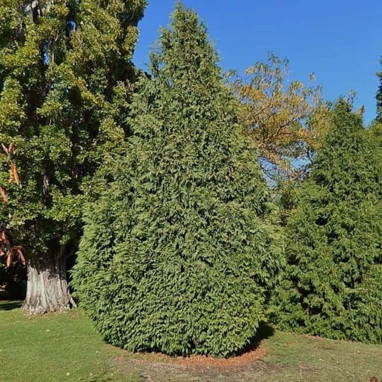 Chamaecyparis Nootkatensis Glauca - View 4 from www redcrocus com