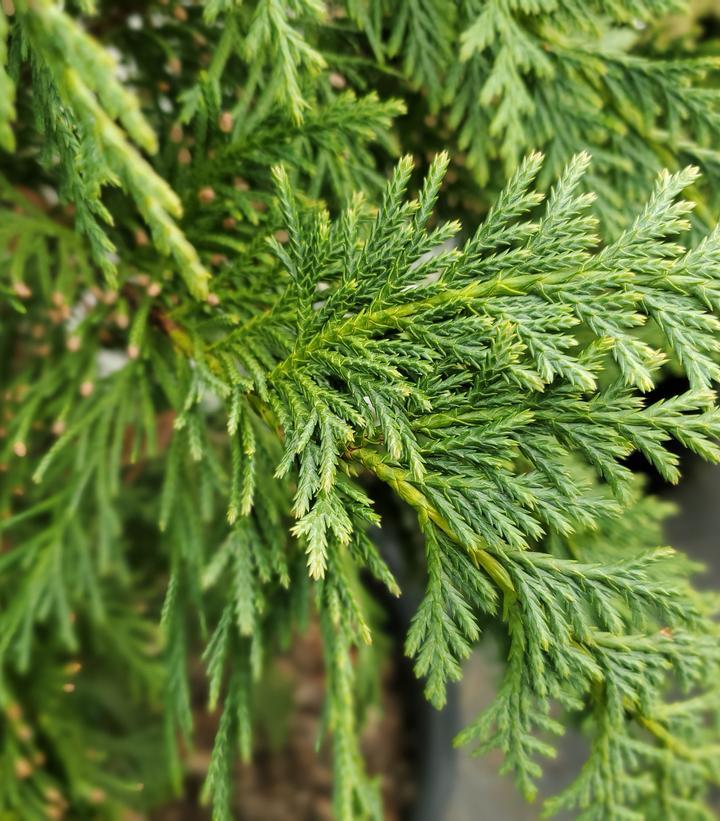 Chamaecyparis Nootkatensis Glauca - View 7 from www redcrocus com